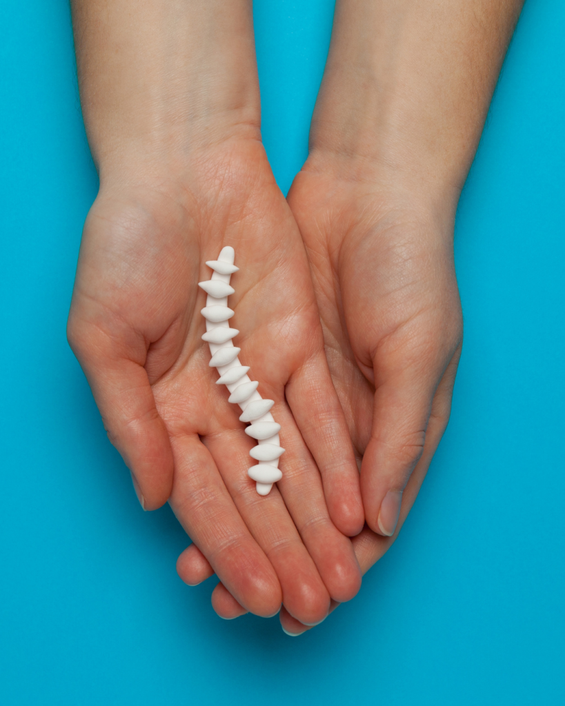 Chiropractor Battersea hands holding a a small model spine at Battersea and Chelsea Chiropractic