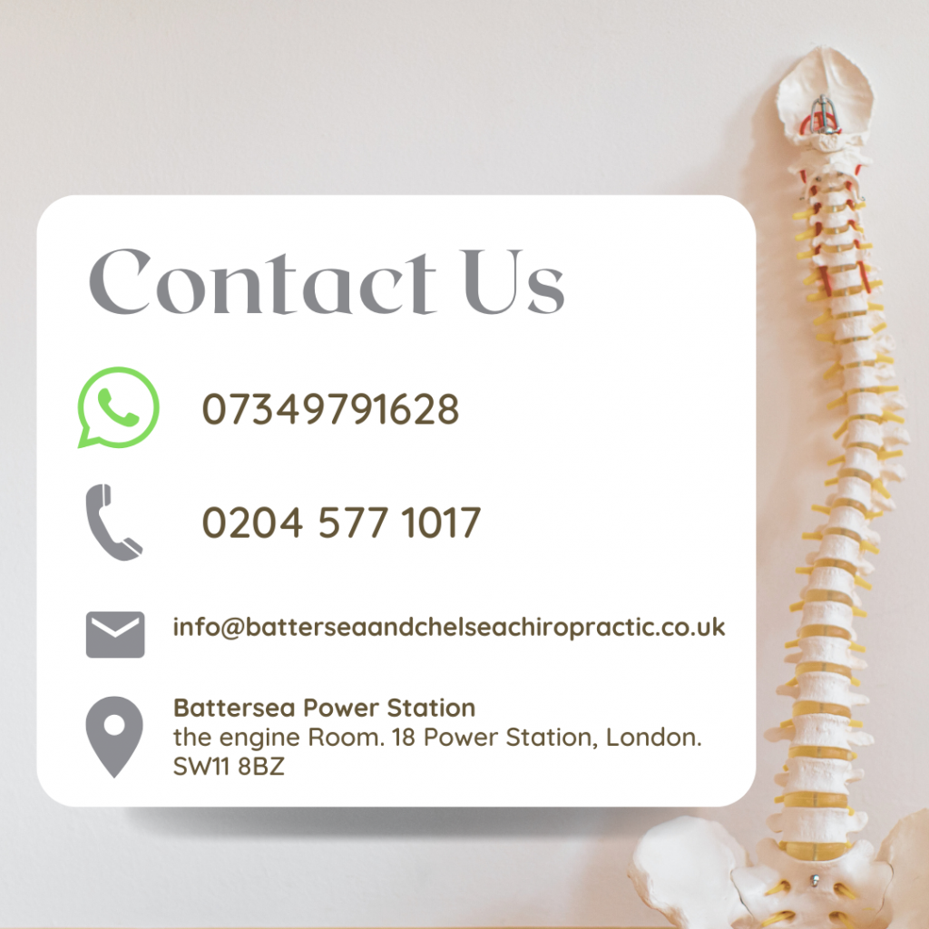 A Model of a Spine and contact details of top-rated London chiropractor, located inside Battersea Power Station for expert chiropractic care and personalised treatment